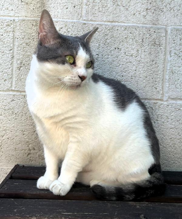 AKIRA DOLCE GATTINA  Foto 5